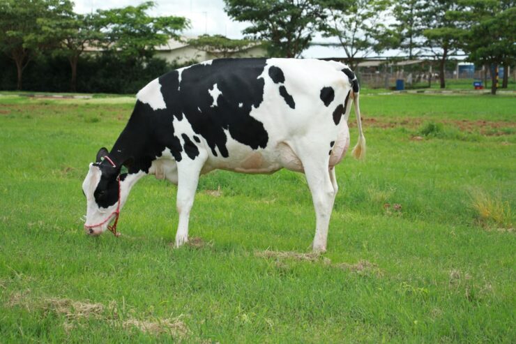 Vaca de leite comendo em uma pastagem