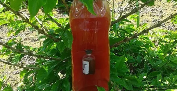 Trampa para la broca del café