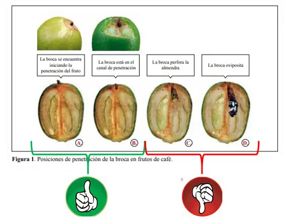 Ilustración de bayas de café cortadas por la mitad para demostrar la posición de penetración de la broca del café
