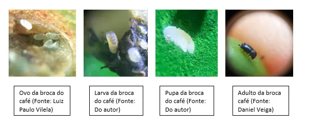 Representación del ciclo de vida de la broca del café.