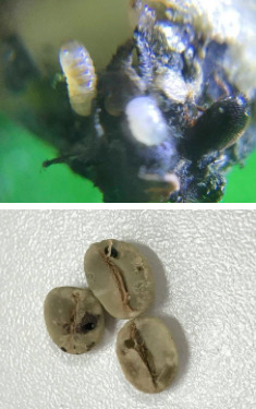 Larvas da broca se alimentando de grãos de café e grãos brocados