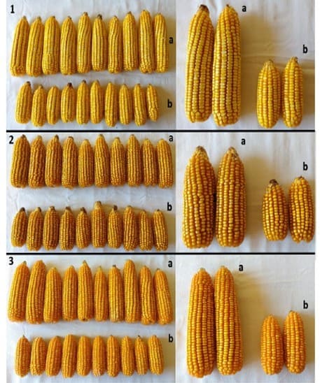 Espigas de milho com diferenças de acordo com o sistema de semeadura