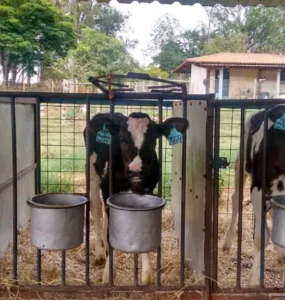 Bezerros leiteiros sendo cuidados