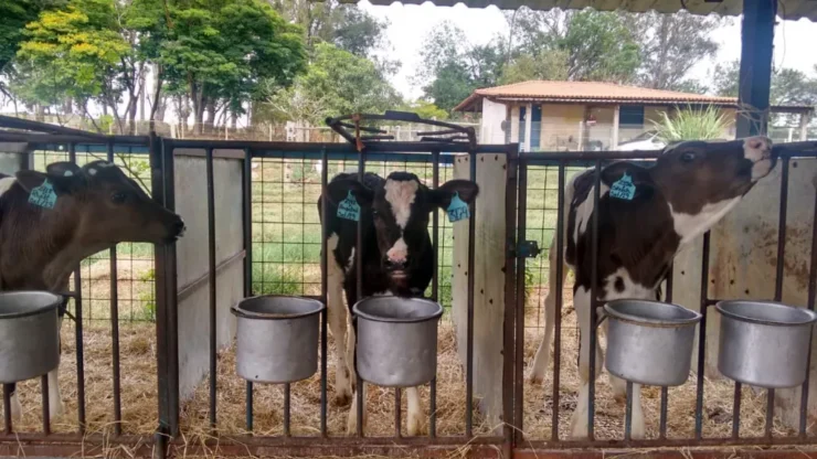 Bezerros leiteiros sendo cuidados