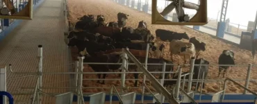 Galpão em uma fazenda de leite