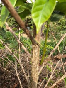Desbrota de ramos crescendo na planta de café