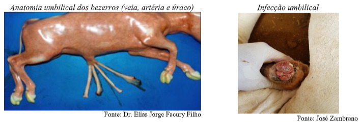Anatomia umbilical dos bezerros
