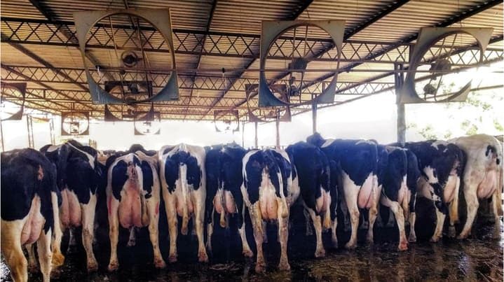 Vacas leiteiras em um galpão de fazenda de leite