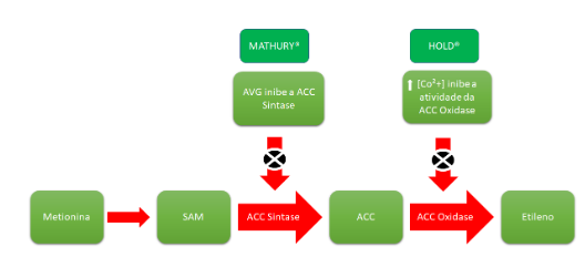 Retardadores de amadurecimento