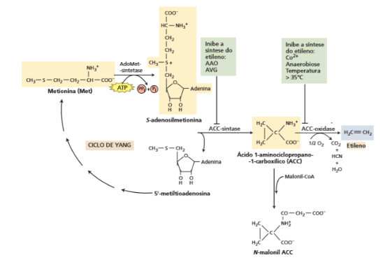 Retardadores de amadurecimento