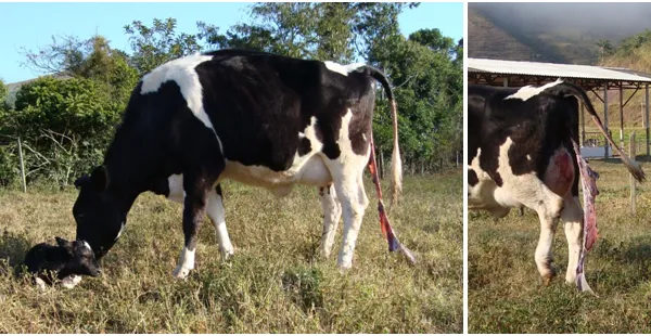 Vaca com brucelose
