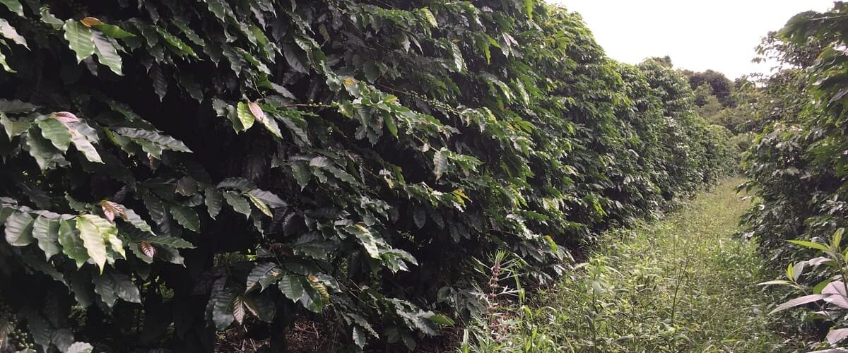 Cafezal bem cuidado após ser usado calcário no solo em que está plantado
