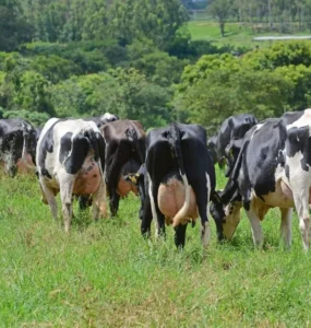 Vacas leiteiras no pasto