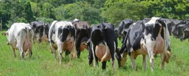 Vacas leiteiras no pasto