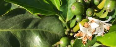 Fruto de café verde e flor no mesmo ramo