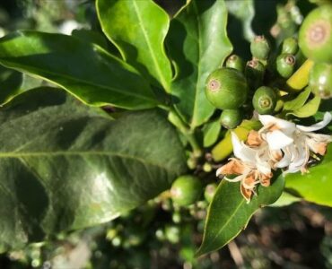 Fruto de café verde e flor no mesmo ramo