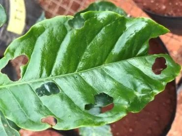 Folha de cafeeiro danificada por lagartas