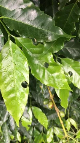 Folhas de café danificadas por lagartas