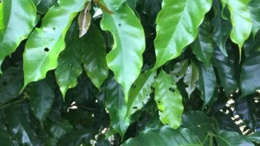Folhas do cafeeiro após ataque de lagartas