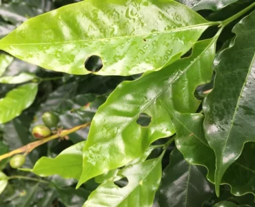Folhas do cafeeiro atacadas por lagartas
