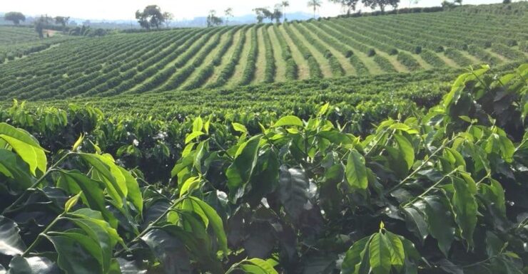 Cafeeiro bem adubado