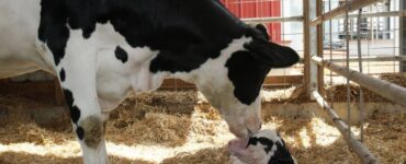Webinar Redução de perdas gestacionais em vacas leiteiras