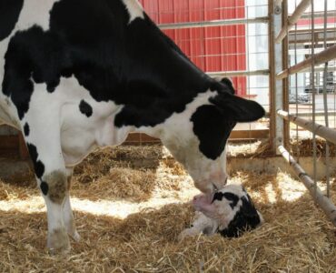 Webinar Redução de perdas gestacionais em vacas leiteiras