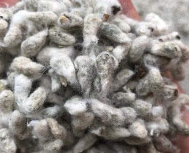 Caroço do algodão utilizado na alimentação do gado de corte