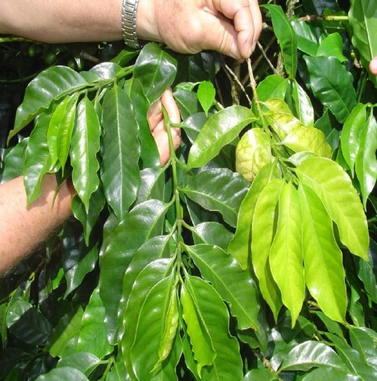 Folhas de cafeeiro com deficiência de Manganês