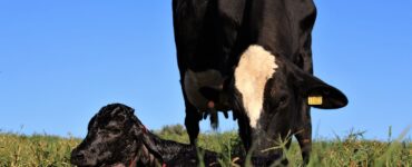 Webinar Período de transição de vacas leiteiras