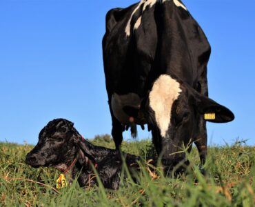Webinar Período de transição de vacas leiteiras