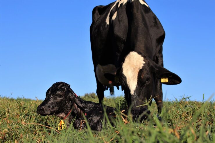 Webinar Período de transição de vacas leiteiras