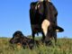 Webinar Período de transição de vacas leiteiras