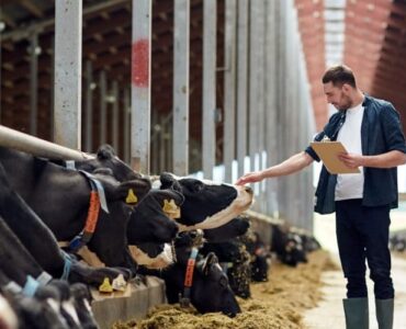 Webinar Programas de vacinação em bovinos leiteiros
