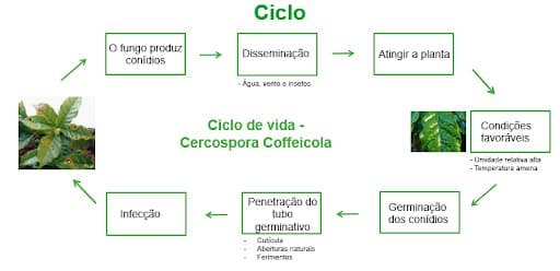 Ciclo da Cercosporiose