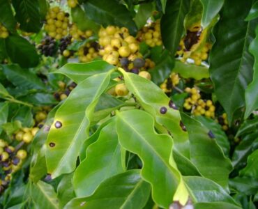 Folhas de cafeeiro com sintomas de cercosporiose