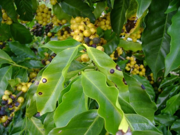 Folhas de cafeeiro com sintomas de cercosporiose