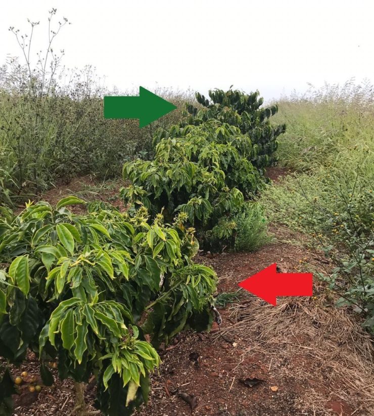 Zinco na cultura do café funções e sintomas de deficiência