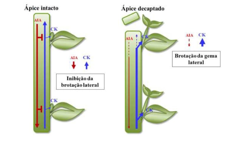 Interação entre a auxina e citocinina na regulação do desenvolvimento das gemas laterais na cultura de soja.