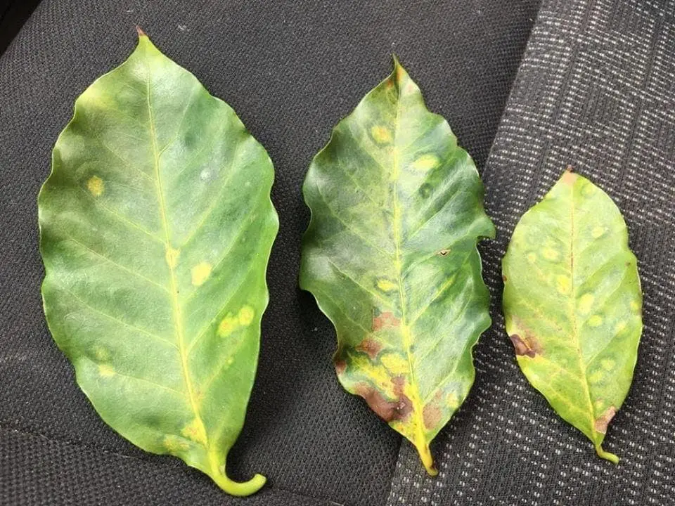 Hojas de café con mancha anular.