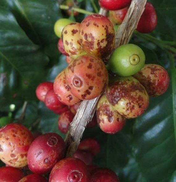 Frutos do cafeeiro com sintomas de mancha anular