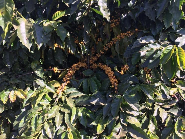 Primeira safra da cultivar de café Arara