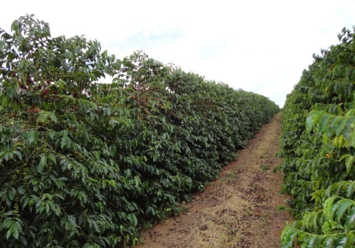 Cultivar de café Mundo novo 379-19