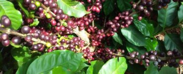 Cultivar de café Acauã Novo