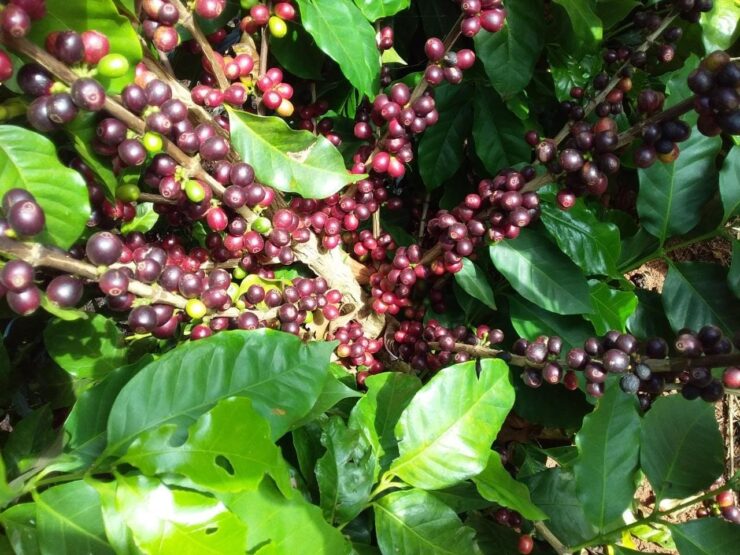 Cultivar de café Acauã Novo