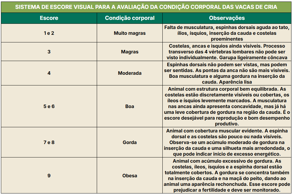 Escore visual para avaliação da condição corporal de vacas de cria