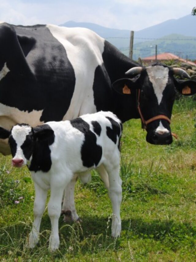 Vaca e bezerro antes e depois do parto: principais cuidados