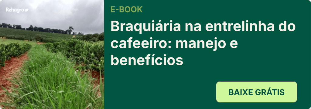 E-book brachiaria na entrelinha do cafeeiro