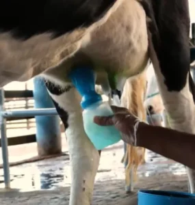 Realização de pré-dipping em teto de vaca leiteira