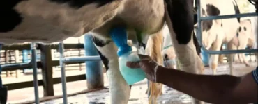 Realização de pré-dipping em teto de vaca leiteira
